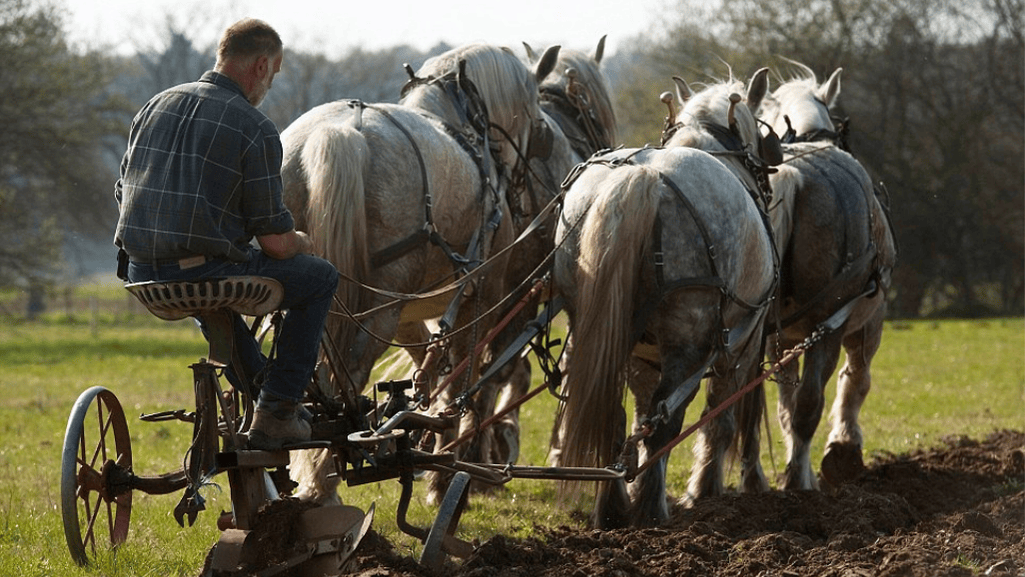 Percheron Horses From Battlefields to Farm Fields
