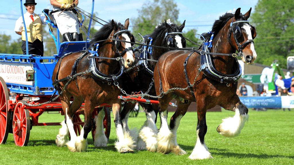 Relationship Between Horse Weight and Height