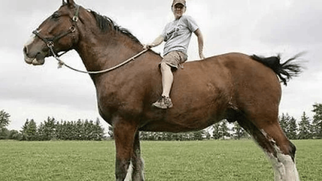 The Legend of Big Jake and Record Breaking Equine Heights