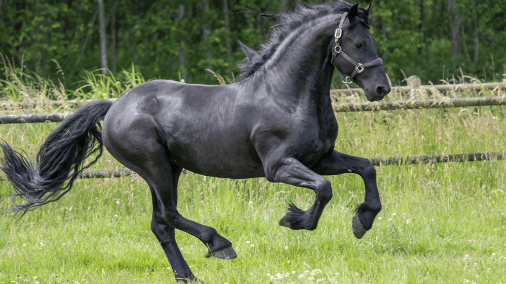 The Majestic Friesian Horse